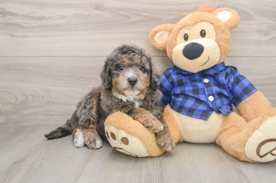 Best Mini Goldendoodle Baby