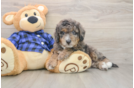Best Mini Goldendoodle Baby