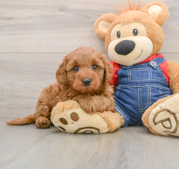 7 week old Mini Goldendoodle Puppy For Sale - Windy City Pups