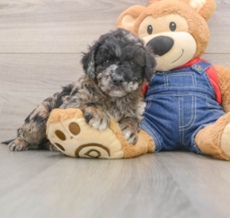 7 week old Mini Goldendoodle Puppy For Sale - Windy City Pups