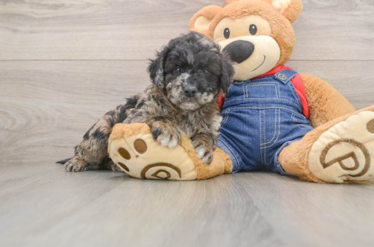 PERRY, a Mini Goldendoodle littermate