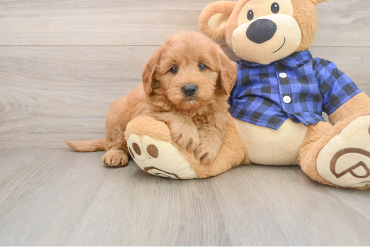 Sweet Mini Goldendoodle Baby