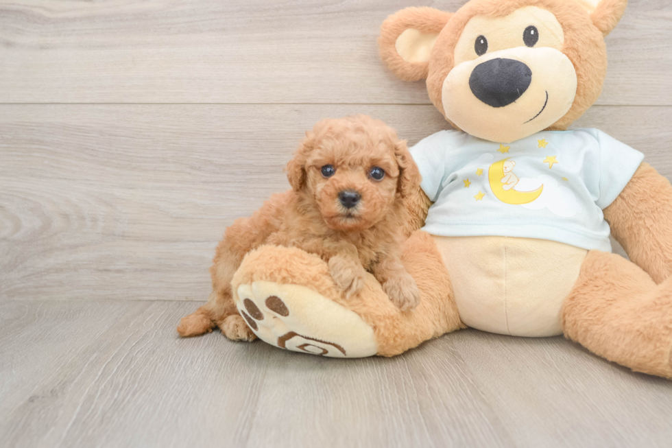 Mini Goldendoodle Puppy for Adoption