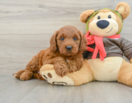 7 week old Mini Goldendoodle Puppy For Sale - Windy City Pups