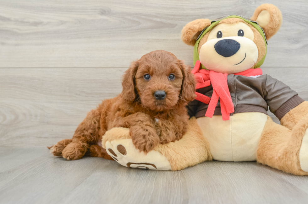 6 week old Mini Goldendoodle Puppy For Sale - Windy City Pups