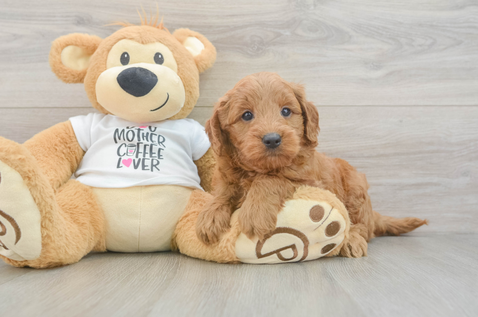 6 week old Mini Goldendoodle Puppy For Sale - Windy City Pups