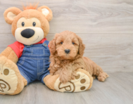 6 week old Mini Goldendoodle Puppy For Sale - Windy City Pups