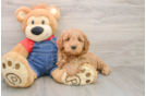 Mini Goldendoodle Puppy for Adoption