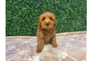 Best Mini Goldendoodle Baby