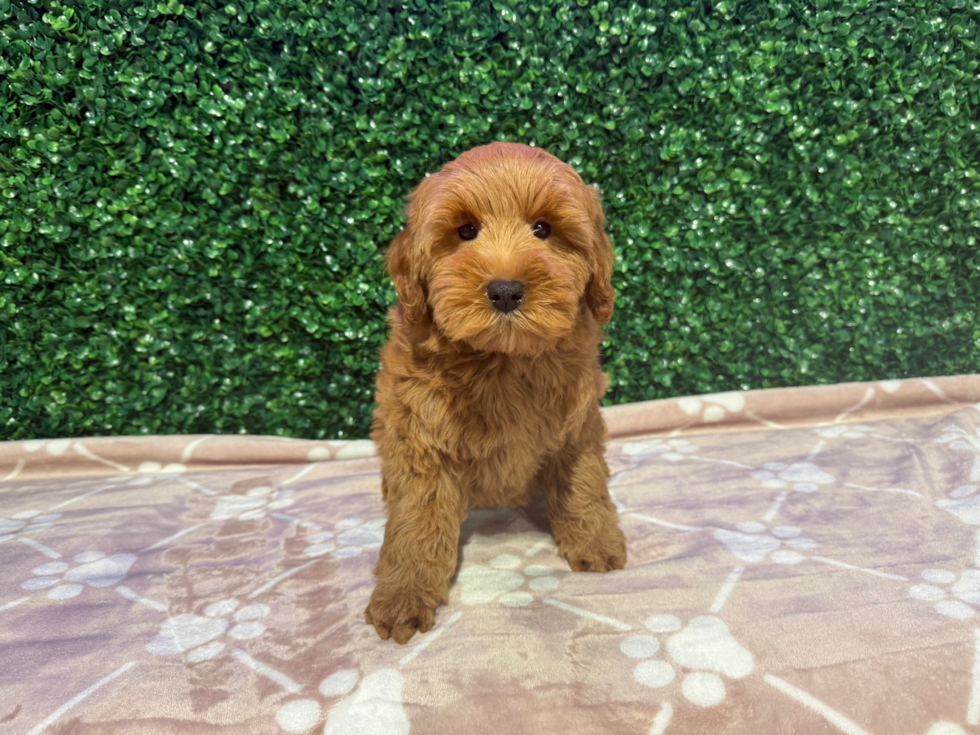 Best Mini Goldendoodle Baby