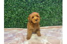Cute Mini Goldendoodle Poodle Mix Pup