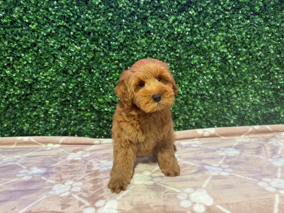 Cute Mini Goldendoodle Poodle Mix Pup