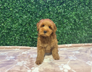 9 week old Mini Goldendoodle Puppy For Sale - Windy City Pups