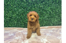 Best Mini Goldendoodle Baby