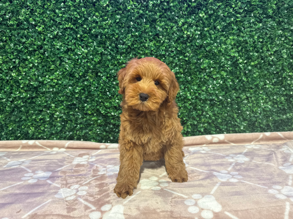 Best Mini Goldendoodle Baby