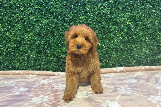 Best Mini Goldendoodle Baby