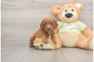 Best Mini Goldendoodle Baby
