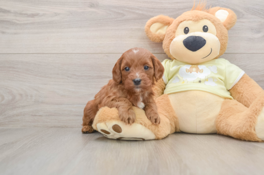 Best Mini Goldendoodle Baby