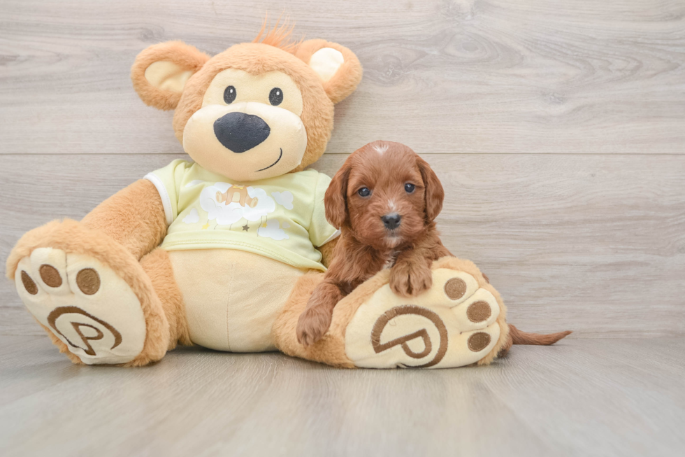Adorable Golden Retriever Poodle Mix Poodle Mix Puppy