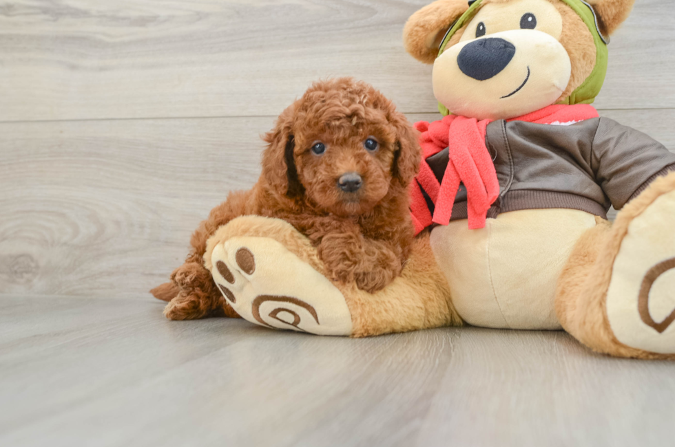 6 week old Mini Goldendoodle Puppy For Sale - Windy City Pups