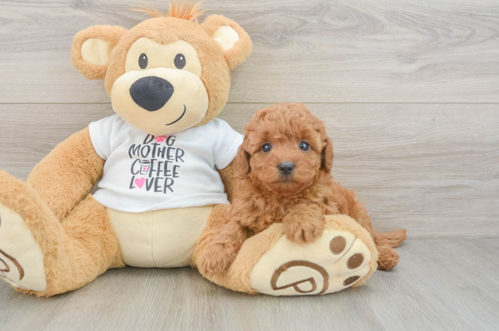 6 week old Mini Goldendoodle Puppy For Sale - Windy City Pups