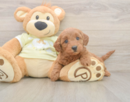 7 week old Mini Goldendoodle Puppy For Sale - Windy City Pups