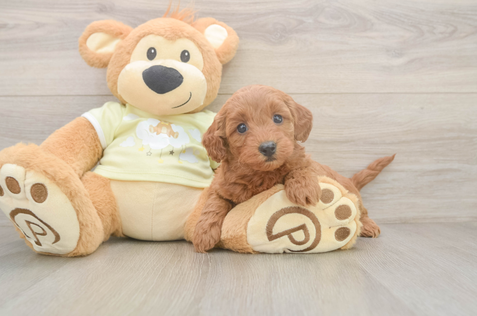 6 week old Mini Goldendoodle Puppy For Sale - Windy City Pups