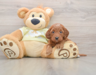 7 week old Mini Goldendoodle Puppy For Sale - Windy City Pups