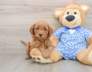 8 week old Mini Goldendoodle Puppy For Sale - Windy City Pups