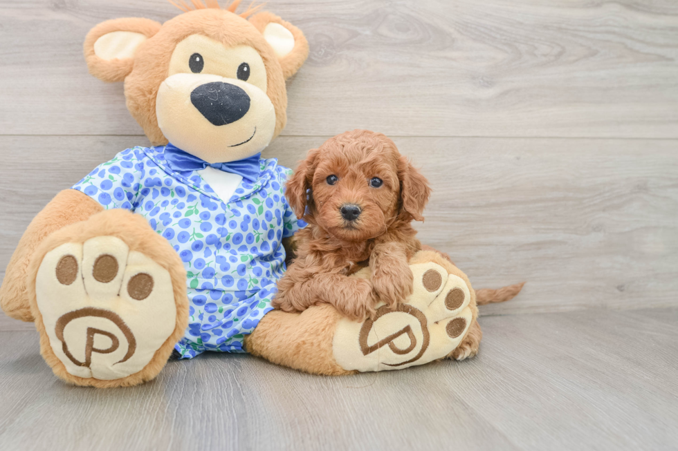 Best Mini Goldendoodle Baby