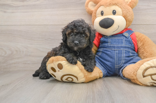PHOENIX, a Mini Goldendoodle littermate