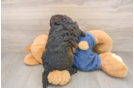 Mini Goldendoodle Pup Being Cute