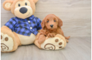 Mini Goldendoodle Puppy for Adoption