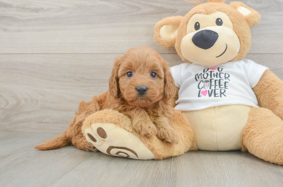 6 week old Mini Goldendoodle Puppy For Sale - Windy City Pups