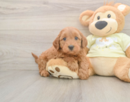 8 week old Mini Goldendoodle Puppy For Sale - Windy City Pups