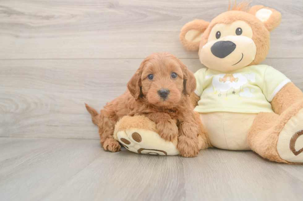 6 week old Mini Goldendoodle Puppy For Sale - Windy City Pups