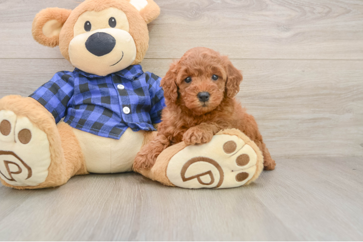 Mini Goldendoodle Pup Being Cute