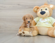 6 week old Mini Goldendoodle Puppy For Sale - Windy City Pups