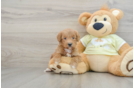 Mini Goldendoodle Puppy for Adoption