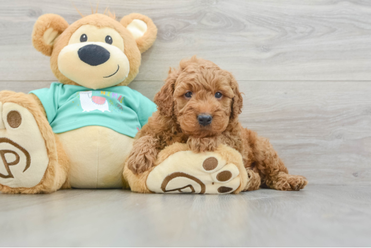 Cute Mini Goldendoodle Baby