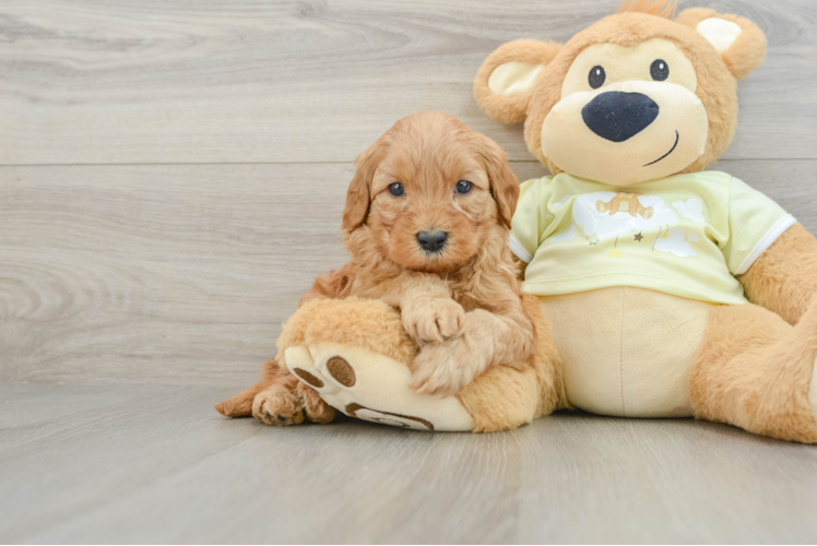 Mini Goldendoodle Pup Being Cute