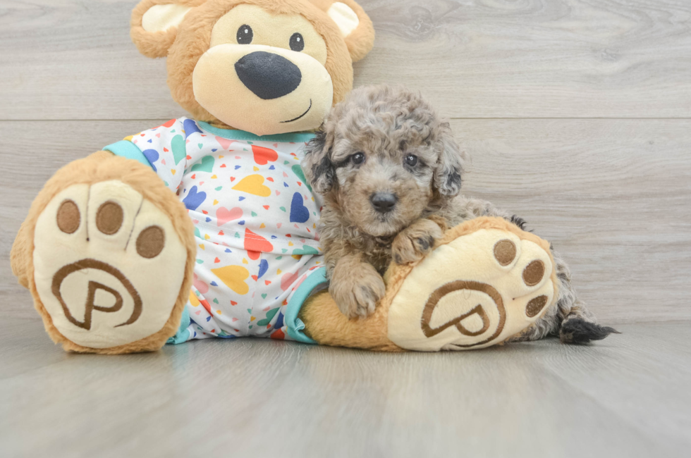 6 week old Mini Goldendoodle Puppy For Sale - Windy City Pups