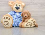 7 week old Mini Goldendoodle Puppy For Sale - Windy City Pups