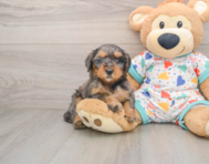 7 week old Mini Goldendoodle Puppy For Sale - Windy City Pups