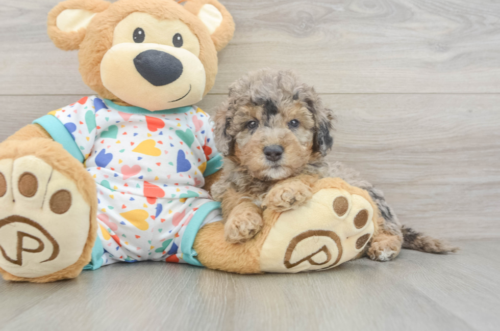 6 week old Mini Goldendoodle Puppy For Sale - Windy City Pups