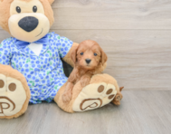 7 week old Mini Goldendoodle Puppy For Sale - Windy City Pups