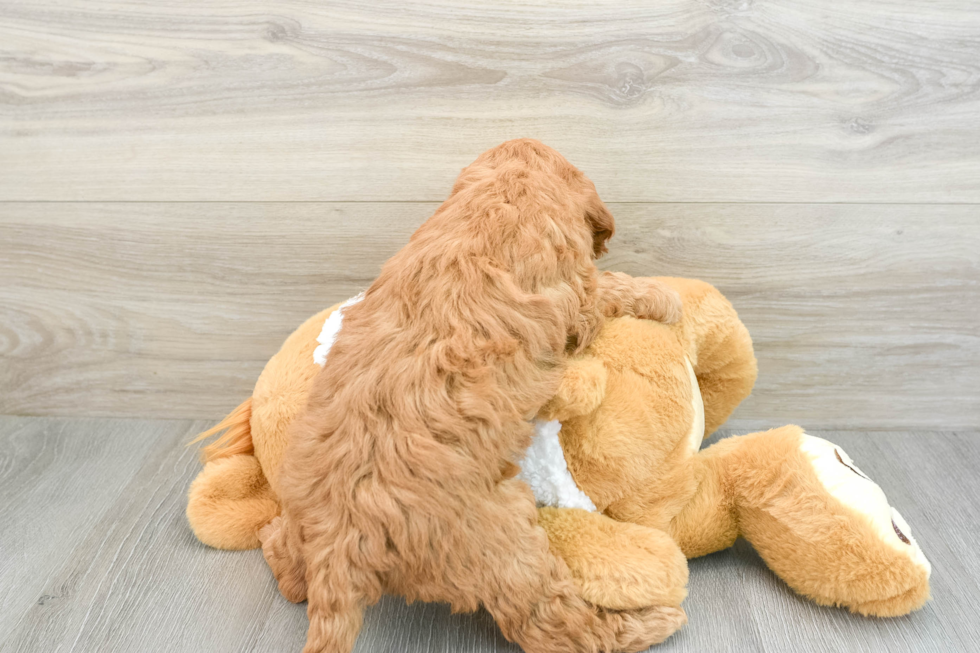 Mini Goldendoodle Pup Being Cute