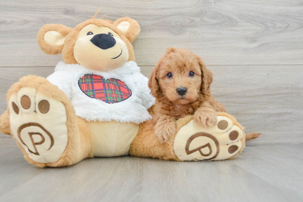 Mini Goldendoodle Pup Being Cute