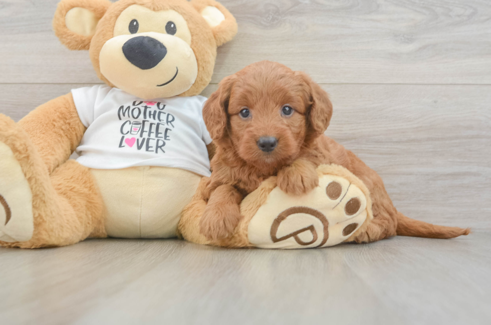 6 week old Mini Goldendoodle Puppy For Sale - Windy City Pups