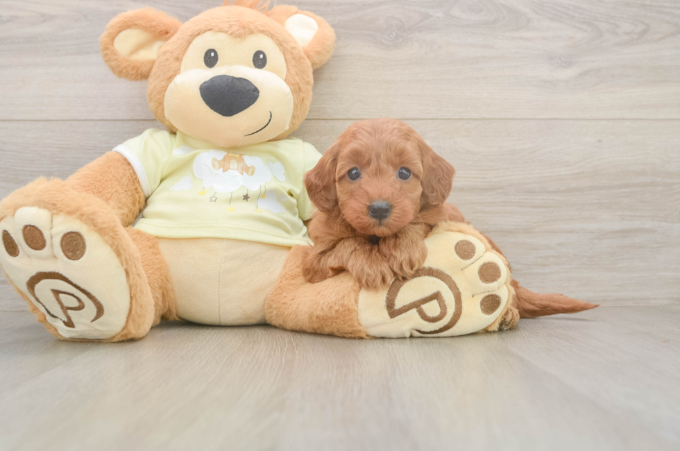 6 week old Mini Goldendoodle Puppy For Sale - Windy City Pups